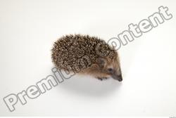 Whole Body Hedgehog